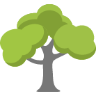 Mesa Trees Removal