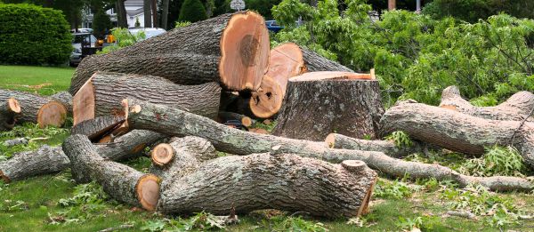 Large Tree Removal in Mesa