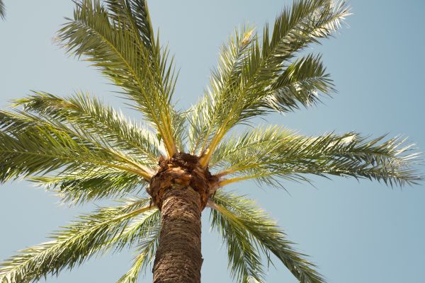 Palm Tree Removal in Mesa