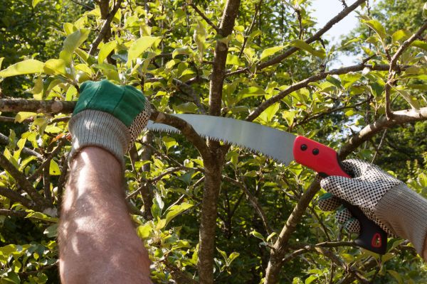 Small Tree Removal in Mesa