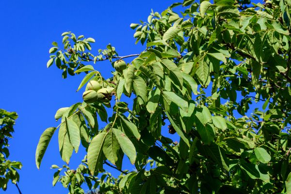 Cost of Walnut Tree Removal in Mesa