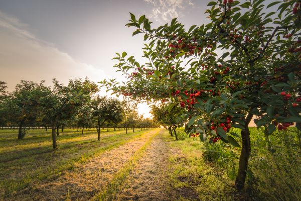 Cost of Cherry Tree Removal in Mesa