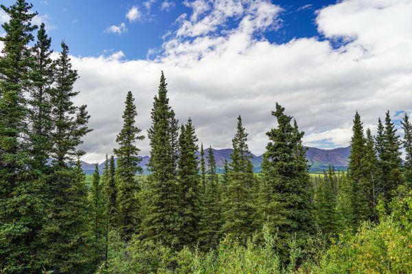 Cost of Spruce Tree Removal in Mesa