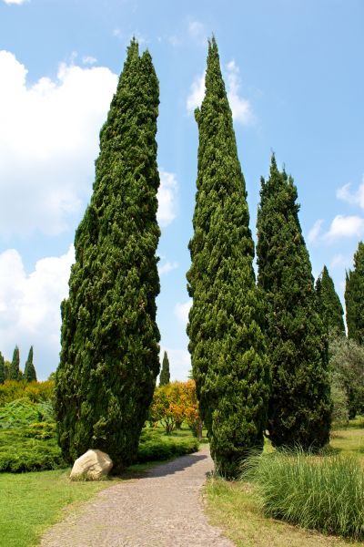 Cost of Cypress Tree Removal in Mesa
