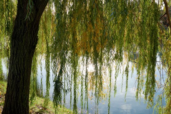 Cost of Willow Tree Removal in Mesa