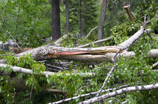 Cost of Birch Tree Removal in Mesa