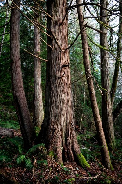 Cost of Cedar Tree Removal in Mesa