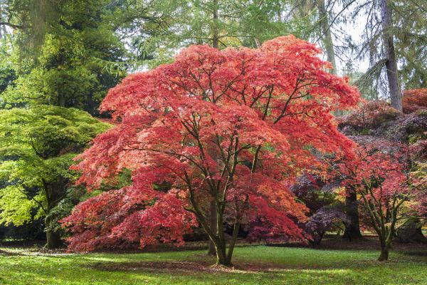 Cost of Maple Tree Removal in Mesa