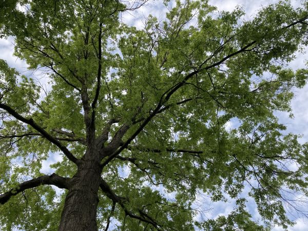 Cost of Oak Tree Removal in Mesa