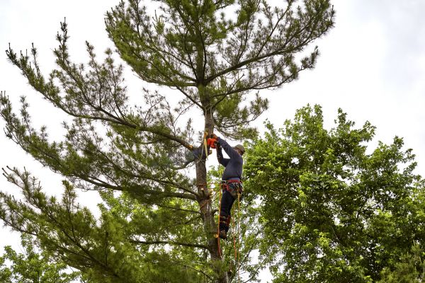 Cost of Pine Tree Removal in Mesa