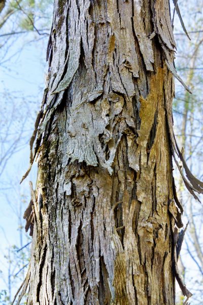 Cost of Hickory Tree Removal in Mesa