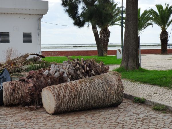 Palm Trees Removal in Mesa