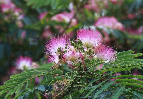 Cost of Mimosa Tree Removal in Mesa