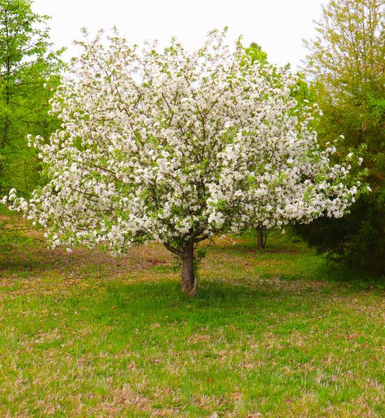Cost of Dogwood Tree Removal in Mesa
