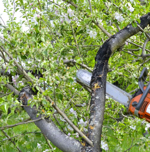 Cost of Apple Tree Removal in Mesa