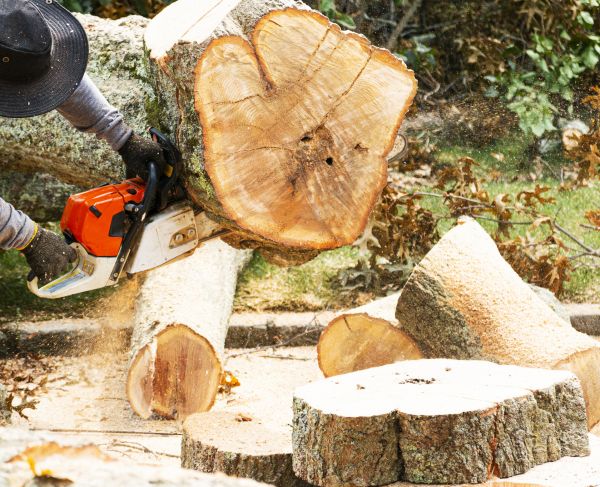 Tree Removal Service in Mesa