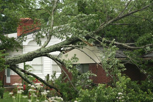 Emergency Tree Removal in Mesa