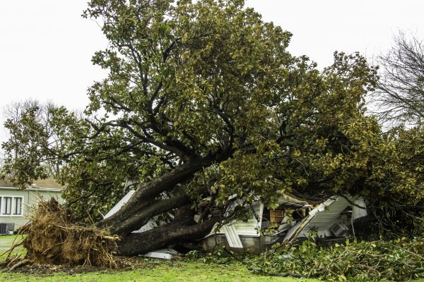 Fallen Tree Removal in Mesa