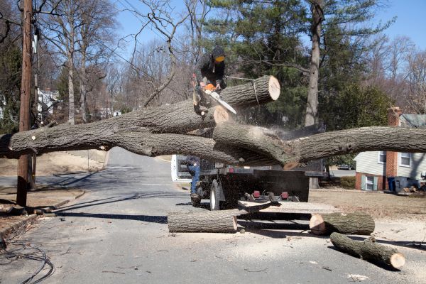 Cost of Residential Tree Removal in Mesa