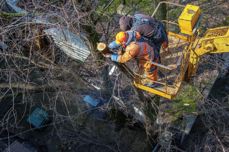 Tree Cutting in Summer
