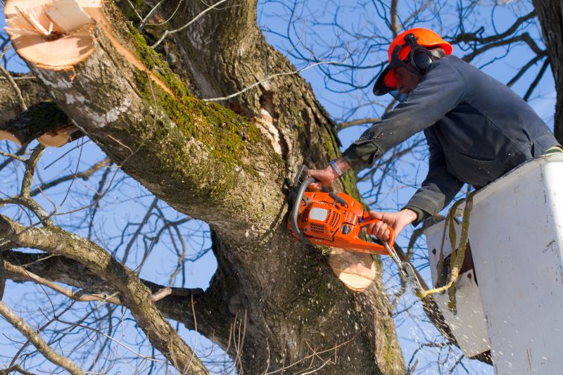 Tree Felling Safety