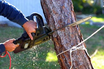 Professional Tree Removal Equipment