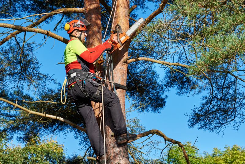 Experienced Arborists at Work